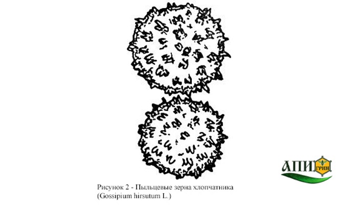 Рисунок 2 - Пыльцевые зерна хлопчатника. Мед натуральный. Технические условия. ГОСТ 19792-2001.