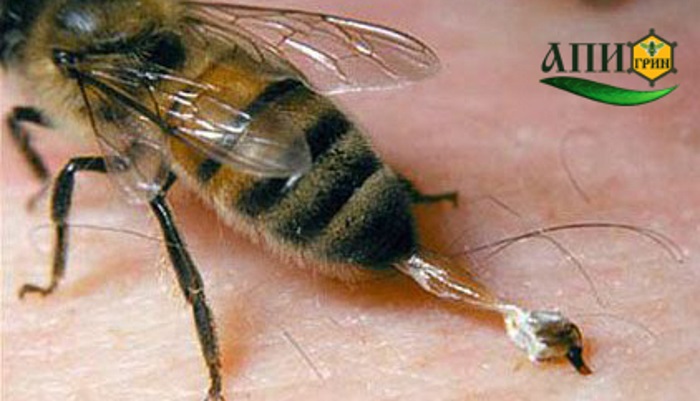 пчелиный яд лечебное применение