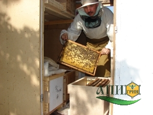 Работа в павильонах - очередной технологический осмотр пчелиных семей